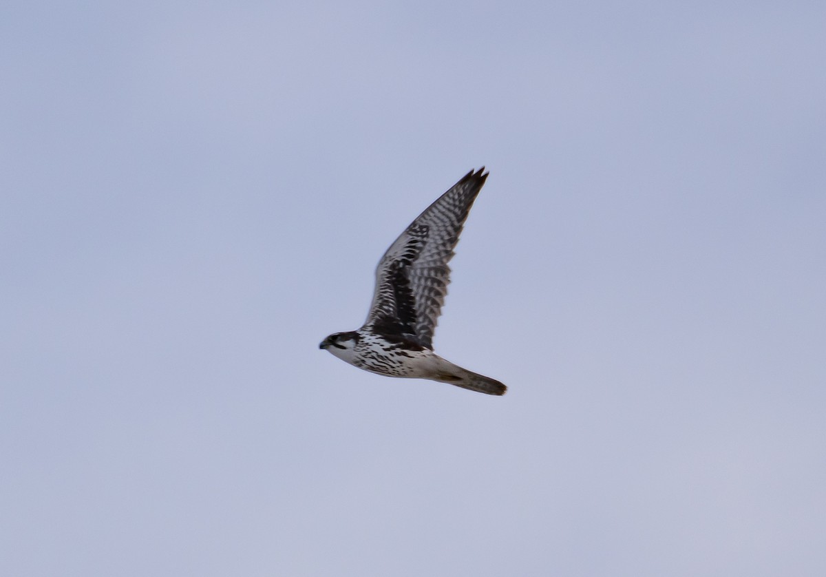 Prairie Falcon - shawn mason