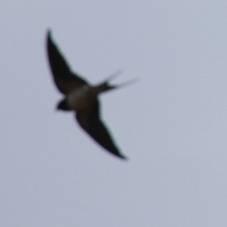 Barn Swallow - ML613811954