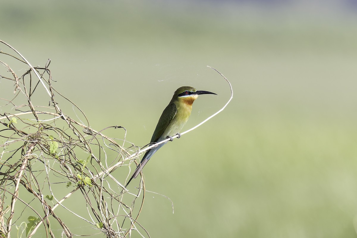 Blue-tailed Bee-eater - ML613812060
