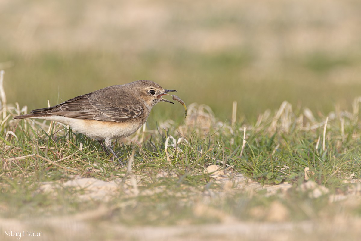 Pied Wheatear - nitay haiun