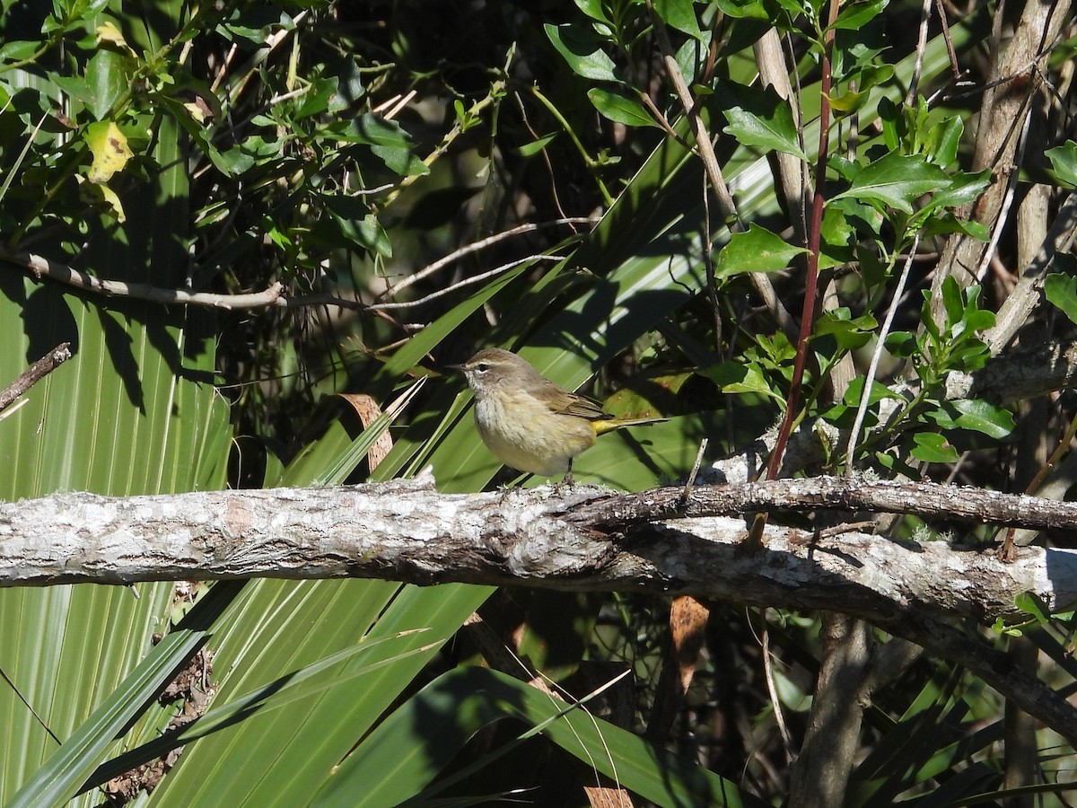 Palm Warbler - ML613812063