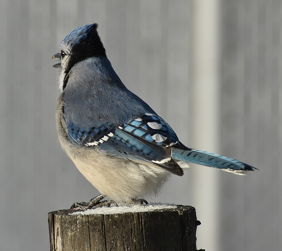 Blue Jay - ML613812098