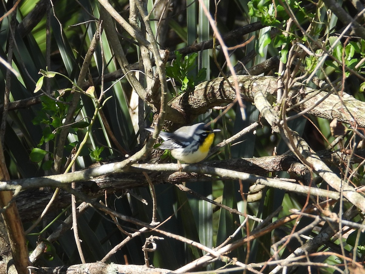 Yellow-throated Warbler - ML613812153