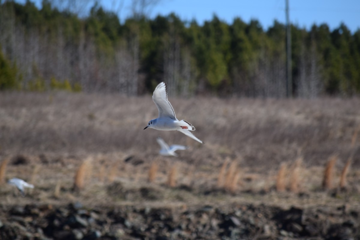Bonaparte's Gull - ML613812173