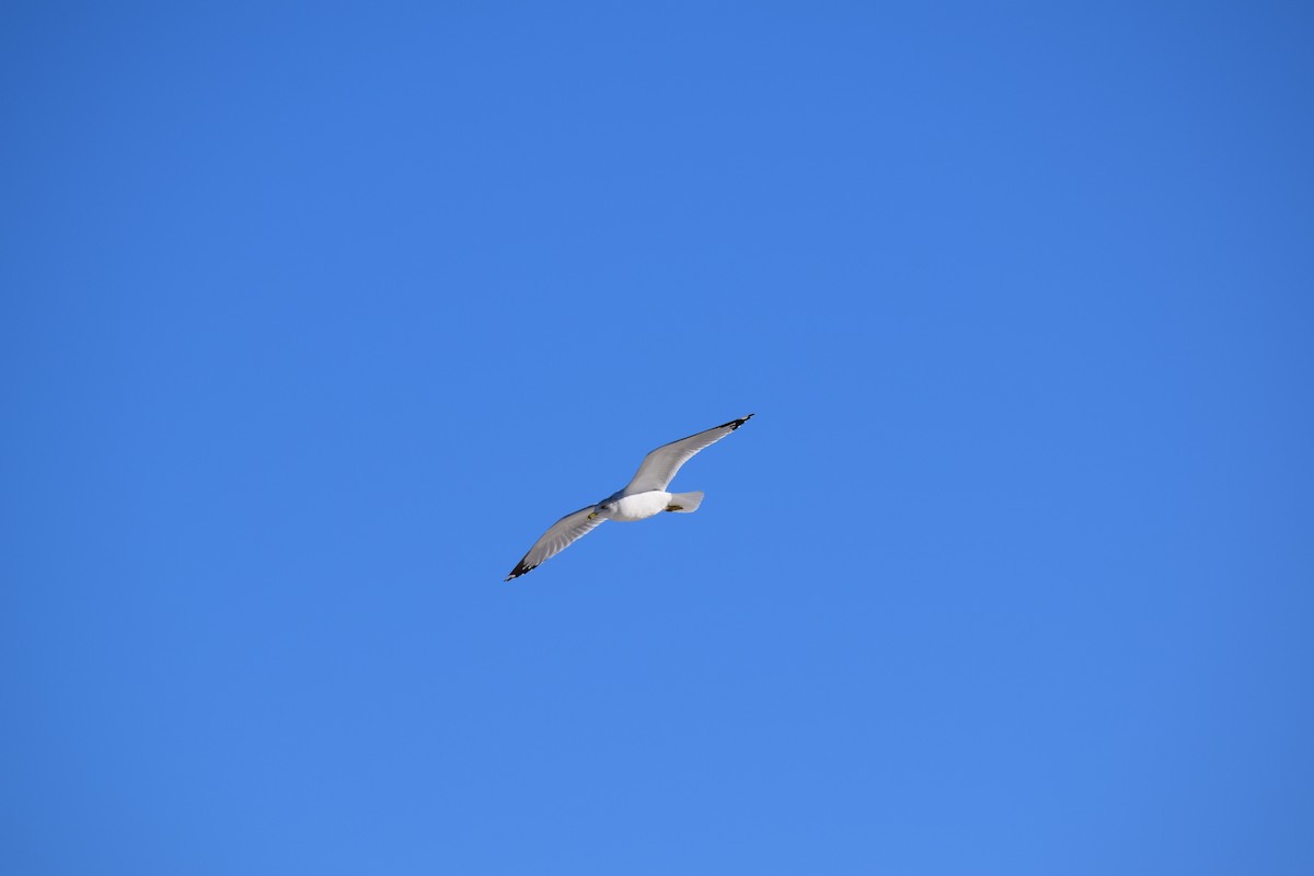 Ring-billed Gull - ML613812188