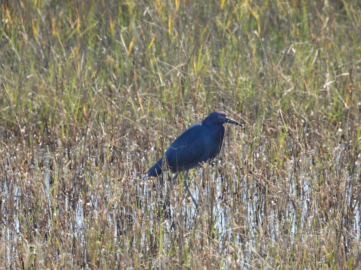 Little Blue Heron - ML613812209