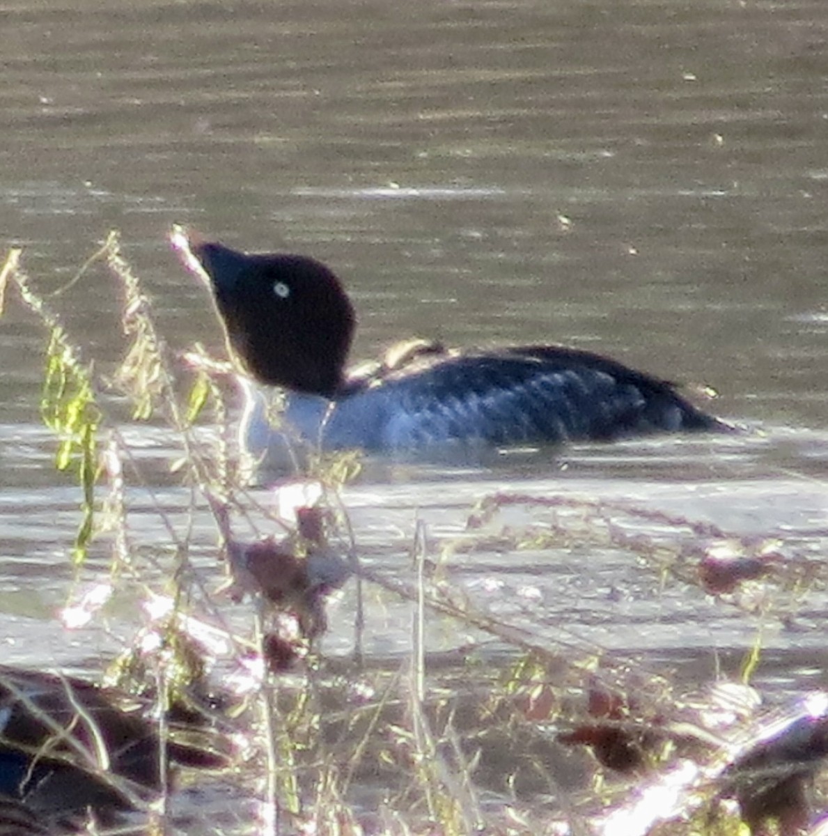 Common Goldeneye - ML613812219