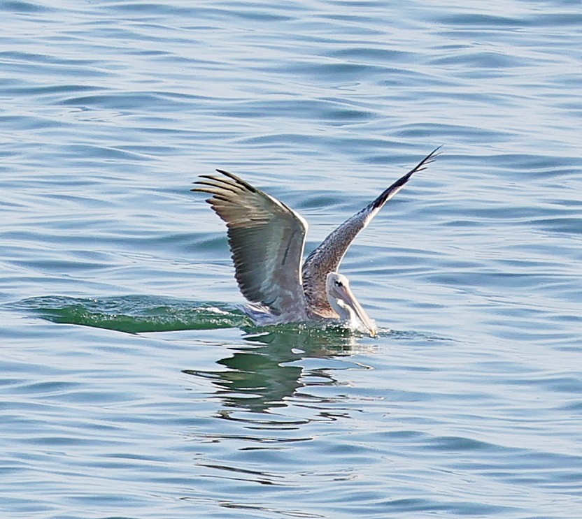 Pink-backed Pelican - ML613812225