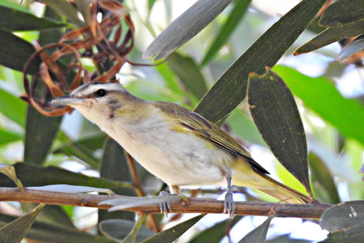 Vireo Chiví (chivi/diversus) - ML613812238