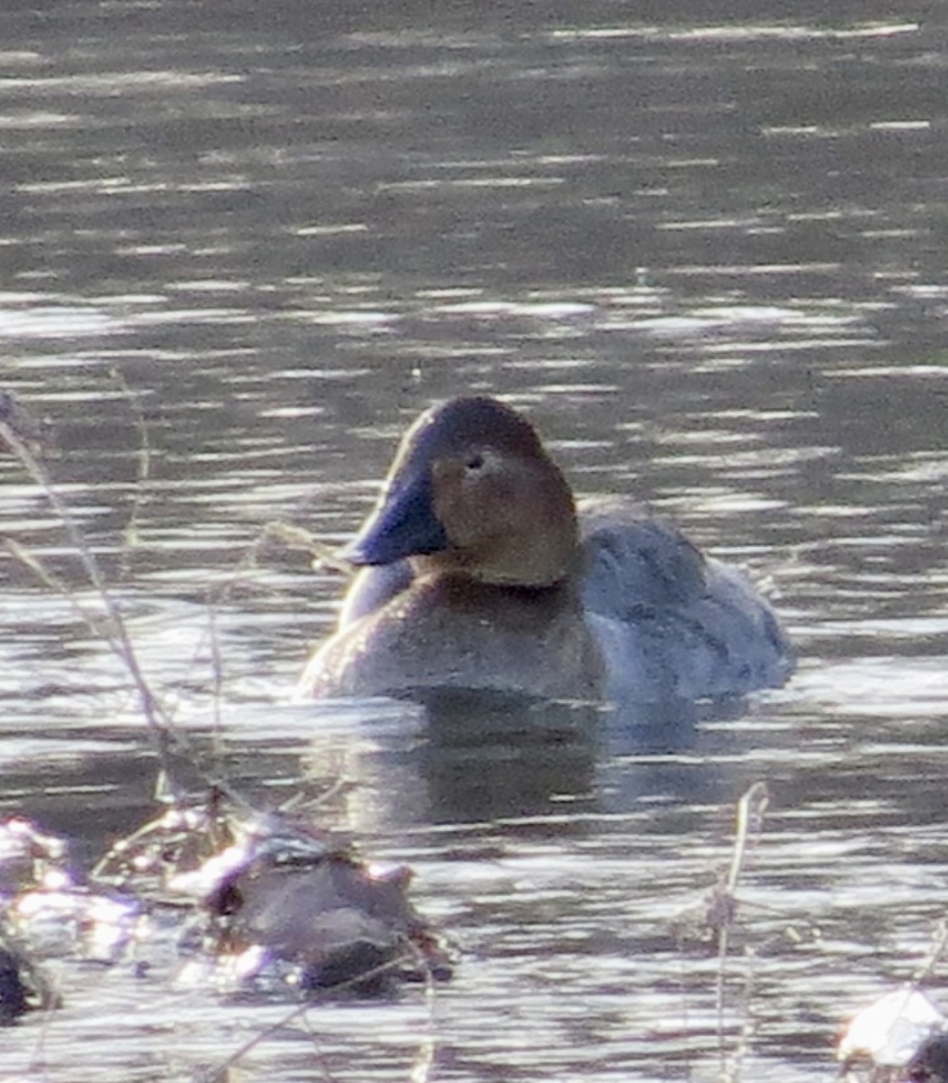 Canvasback - ML613812247