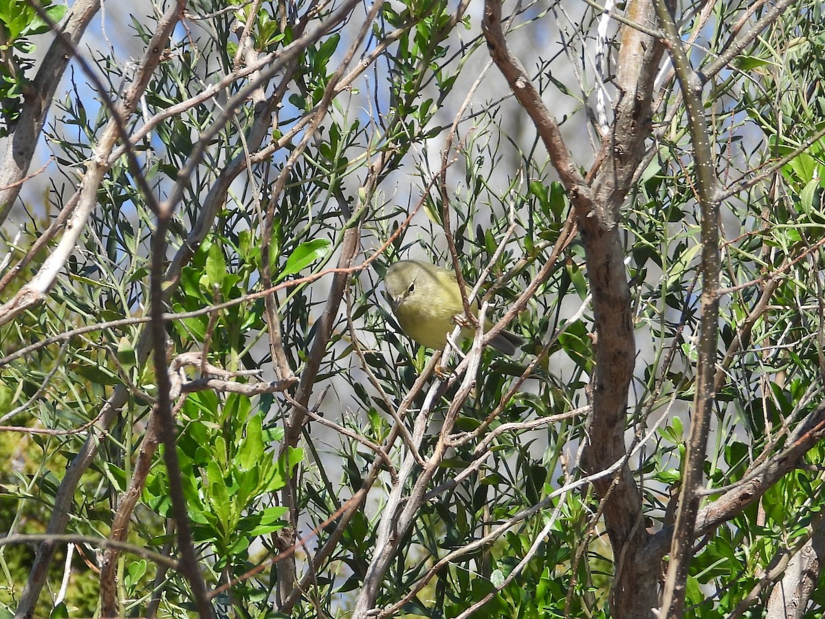 Orange-crowned Warbler - ML613812280