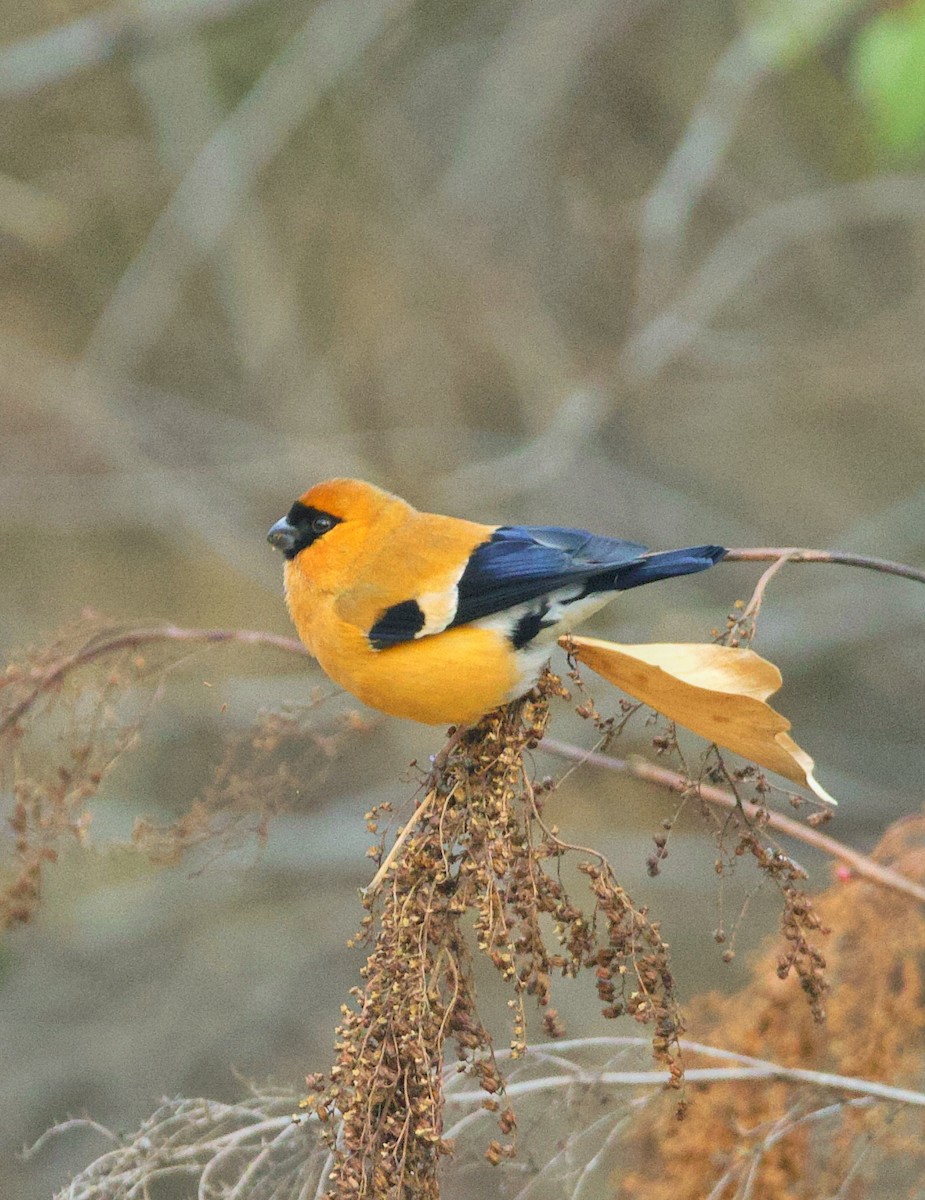 Orange Bullfinch - Yatin Gupta