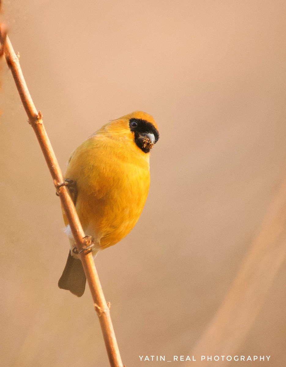 Orange Bullfinch - Yatin Gupta