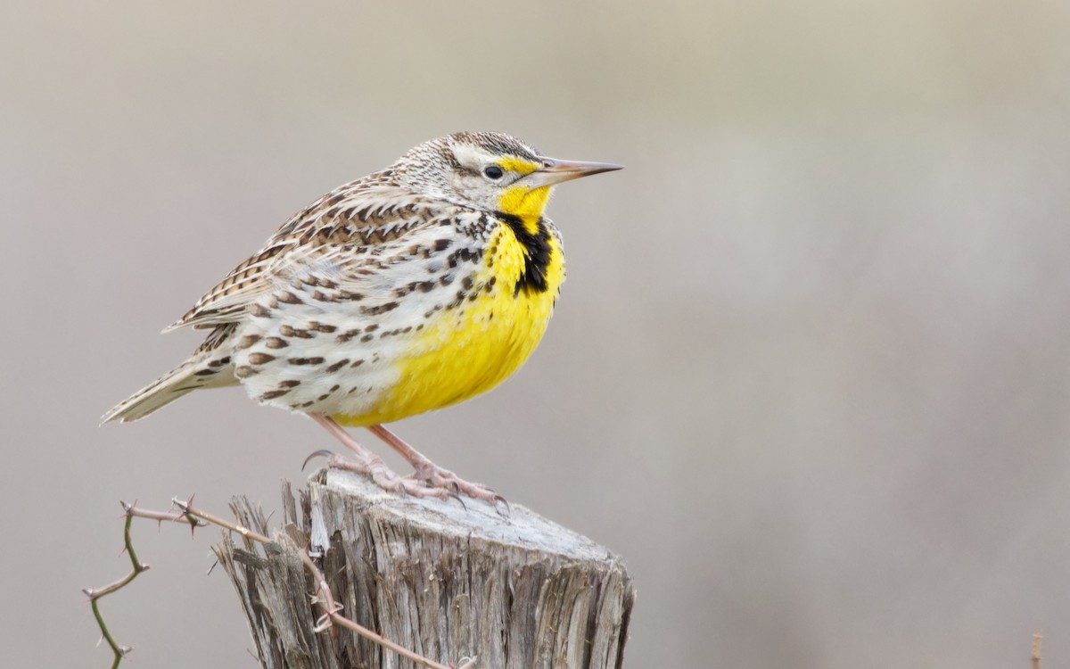 Western Meadowlark - ML613812332