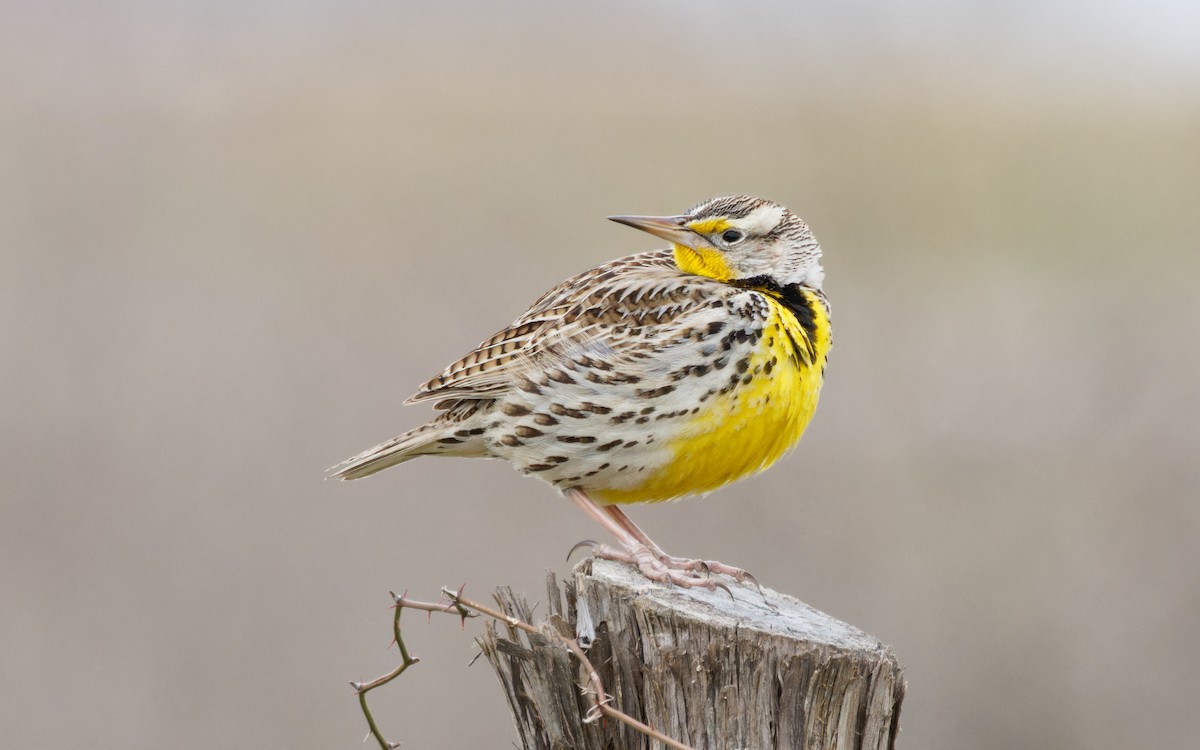 Western Meadowlark - ML613812333