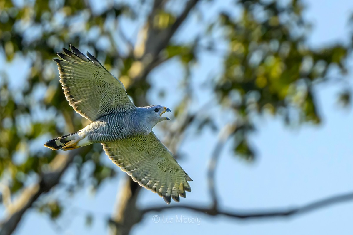 Gray Hawk - ML613812386