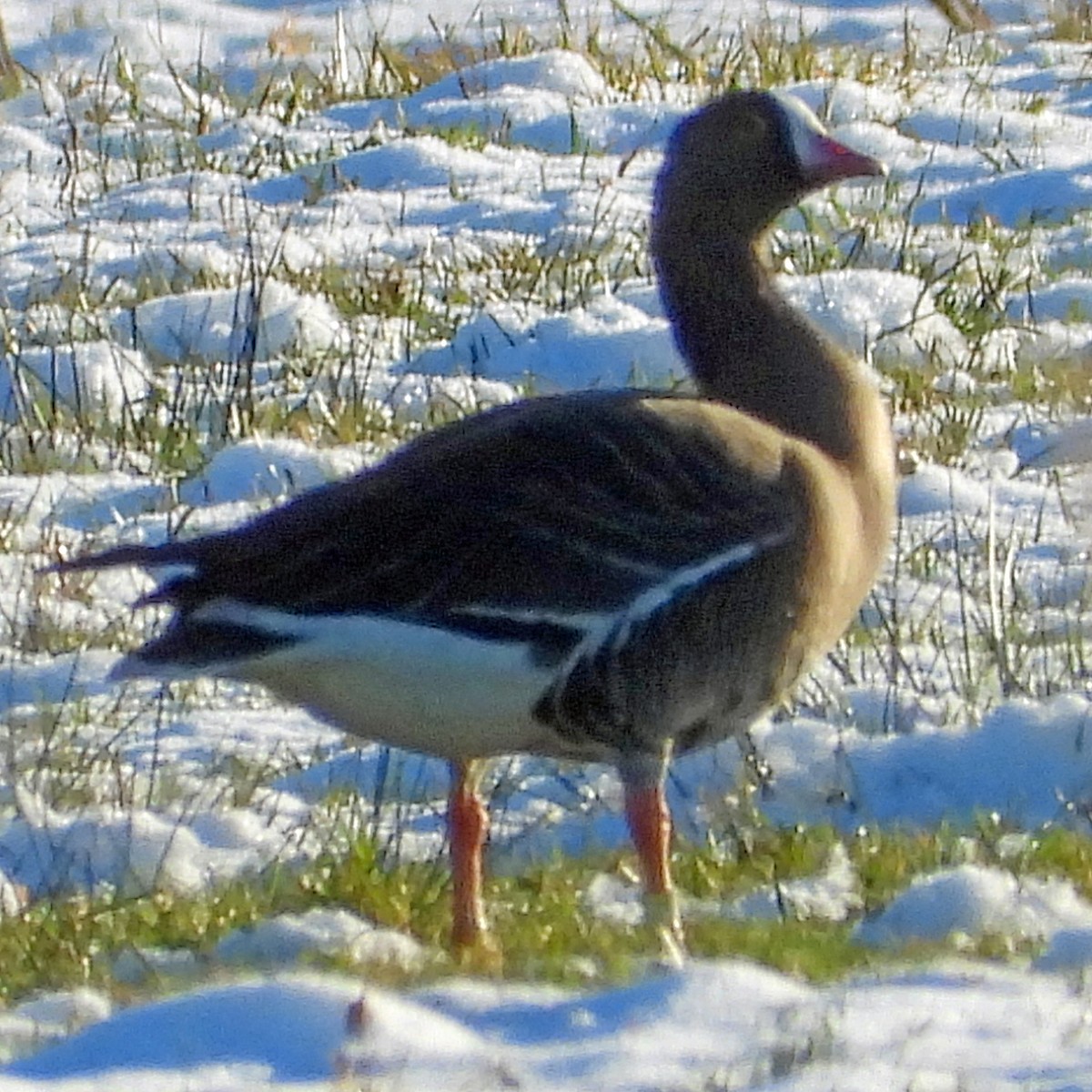 Lesser White-fronted Goose - ML613812437