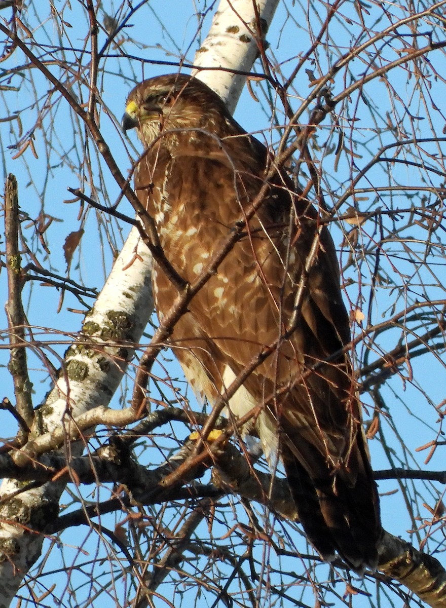 Common Buzzard - ML613812455