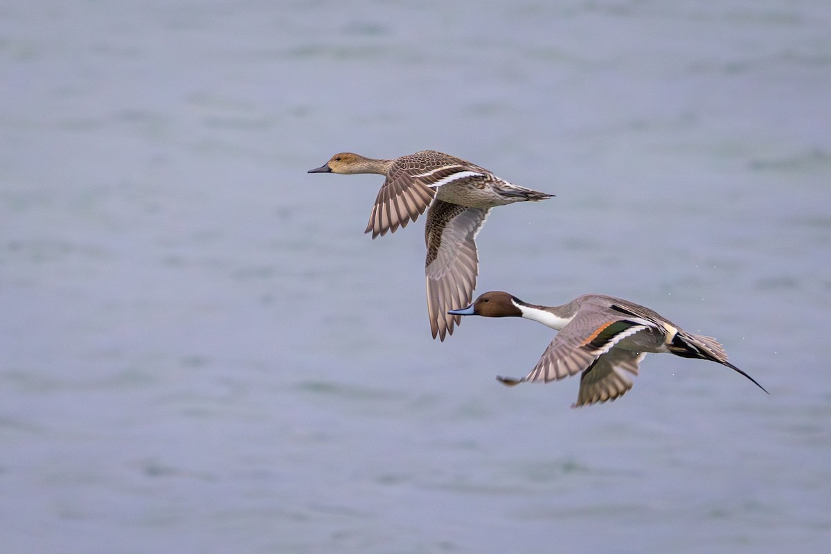 Northern Pintail - ML613812458