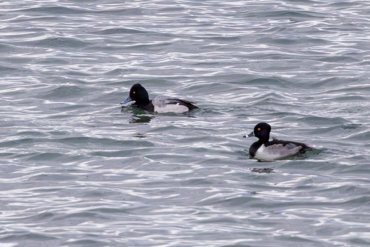 Ring-necked Duck - Rod Goodwin