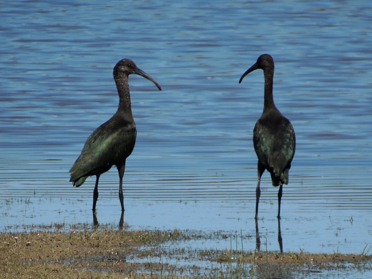 ibis americký - ML613812489