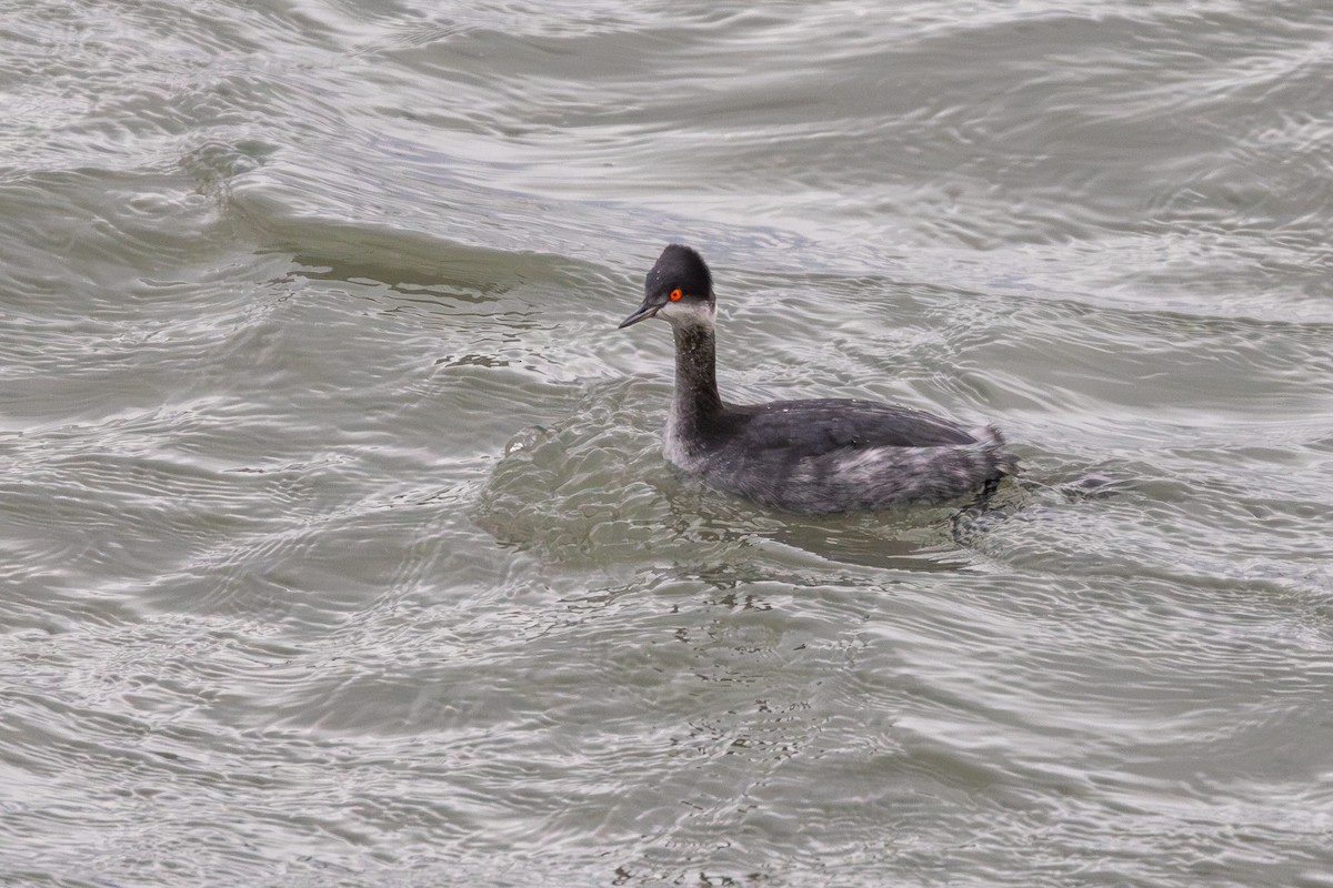 Eared Grebe - Rod Goodwin