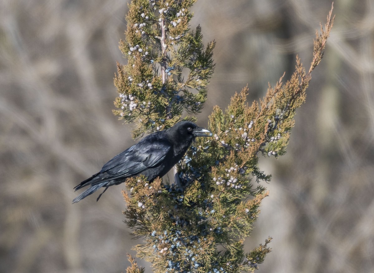 American Crow - ML613812512