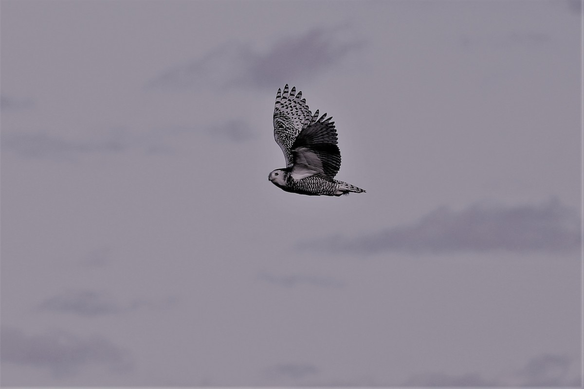 Snowy Owl - ML613812611