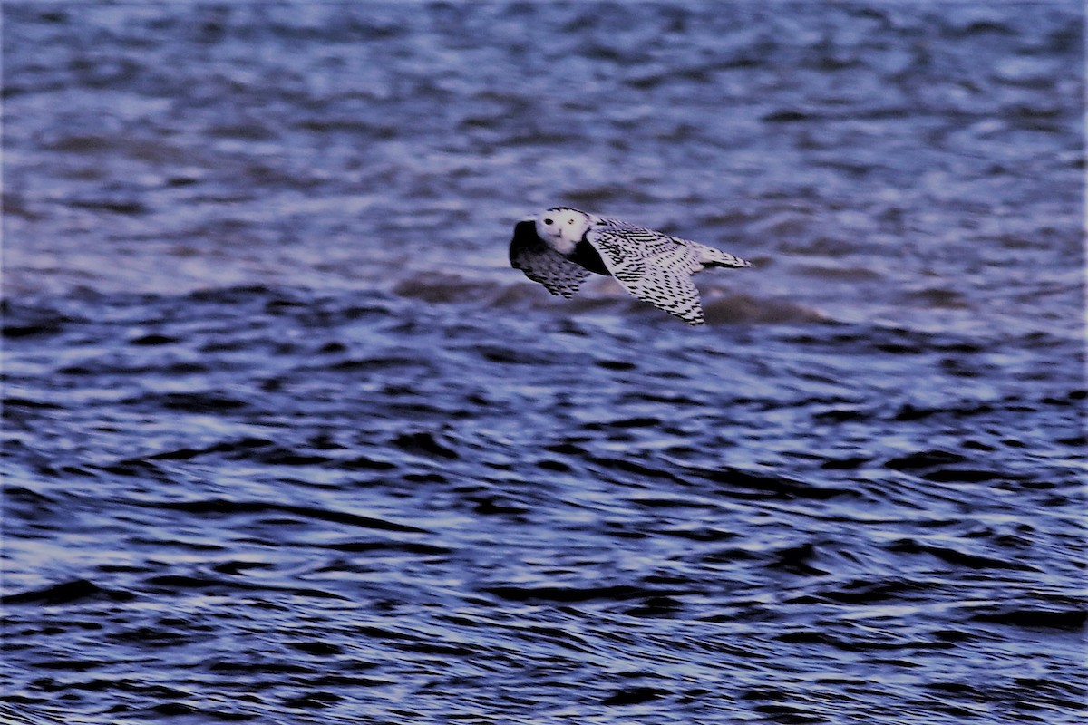 Snowy Owl - ML613812613