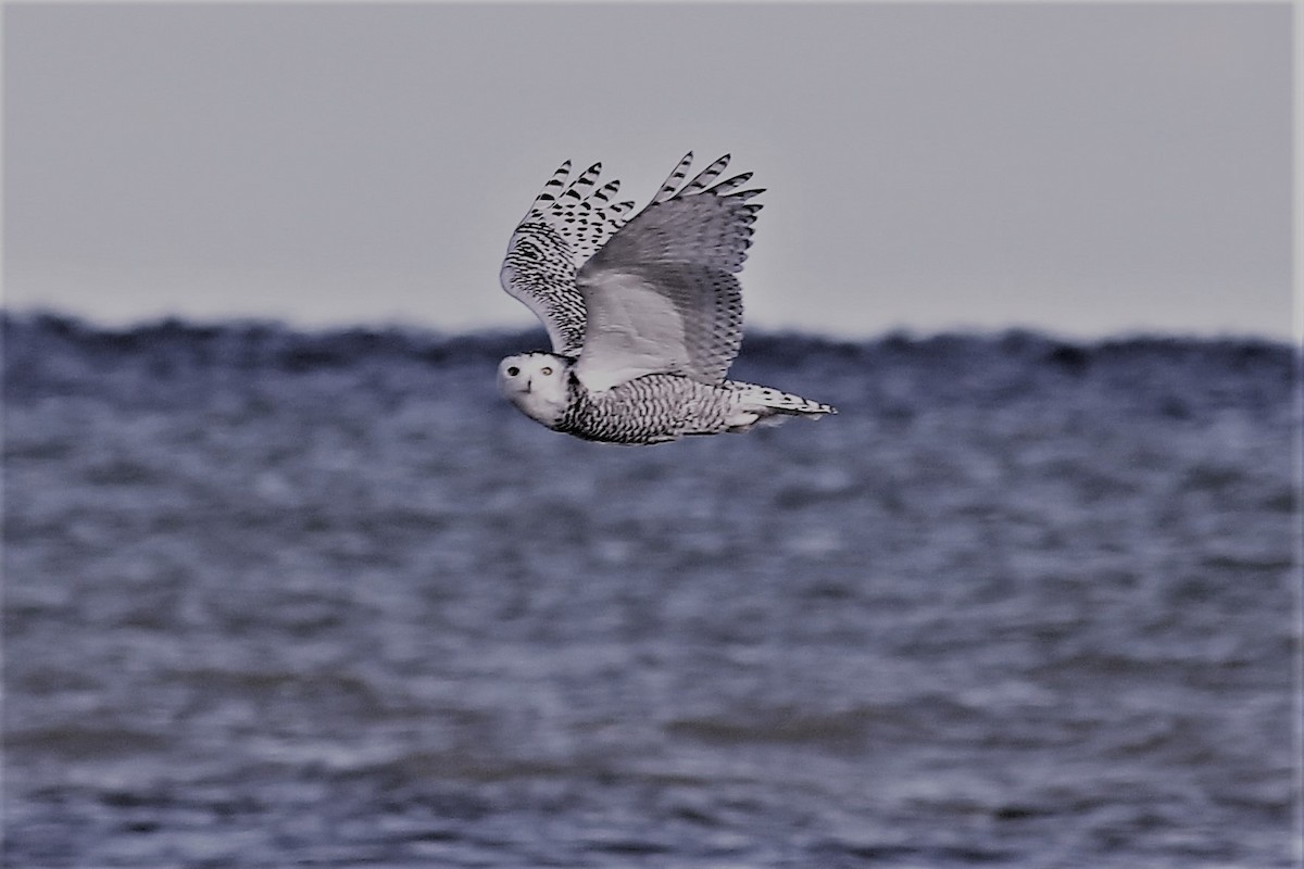 Snowy Owl - ML613812616