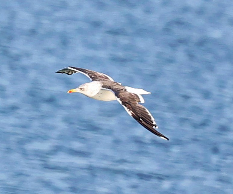 Gaviota Sombría - ML613812650