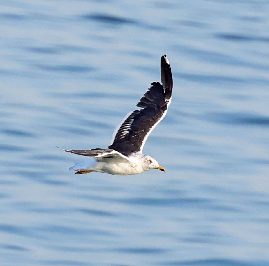 Lesser Black-backed Gull - ML613812653