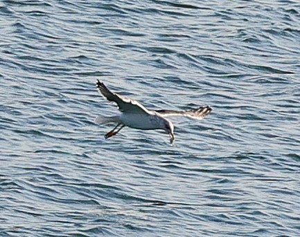 Lesser Black-backed Gull - ML613812654