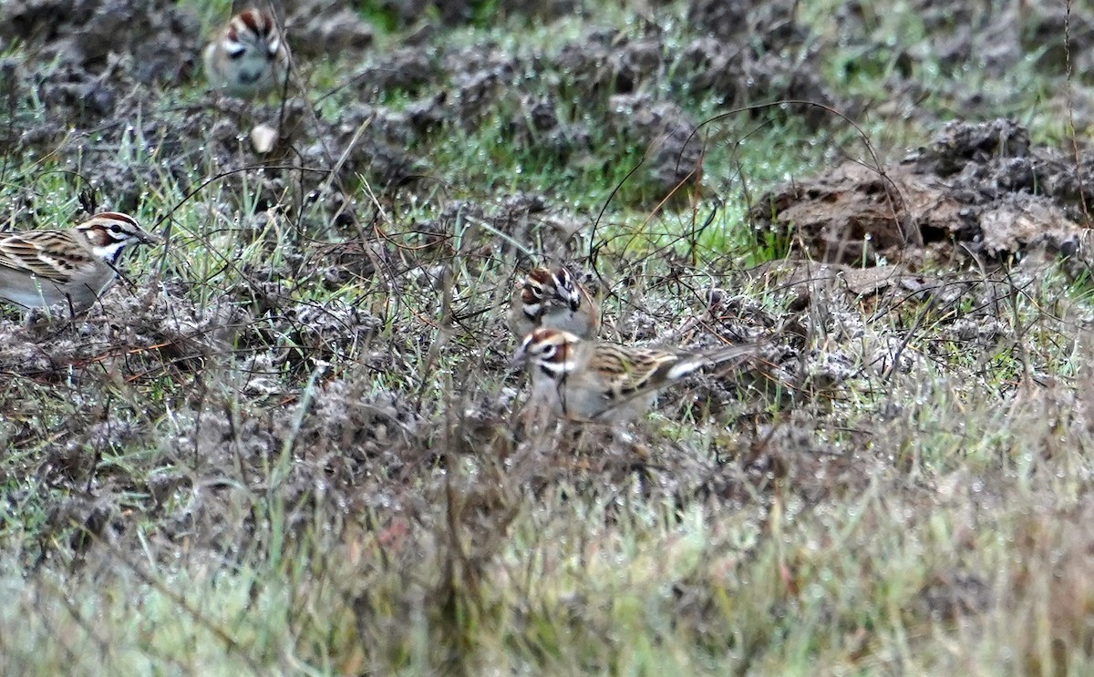 Lark Sparrow - Amanda Preece