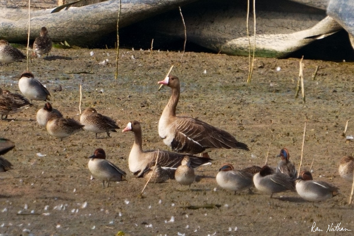 Greater White-fronted Goose - ML613812744