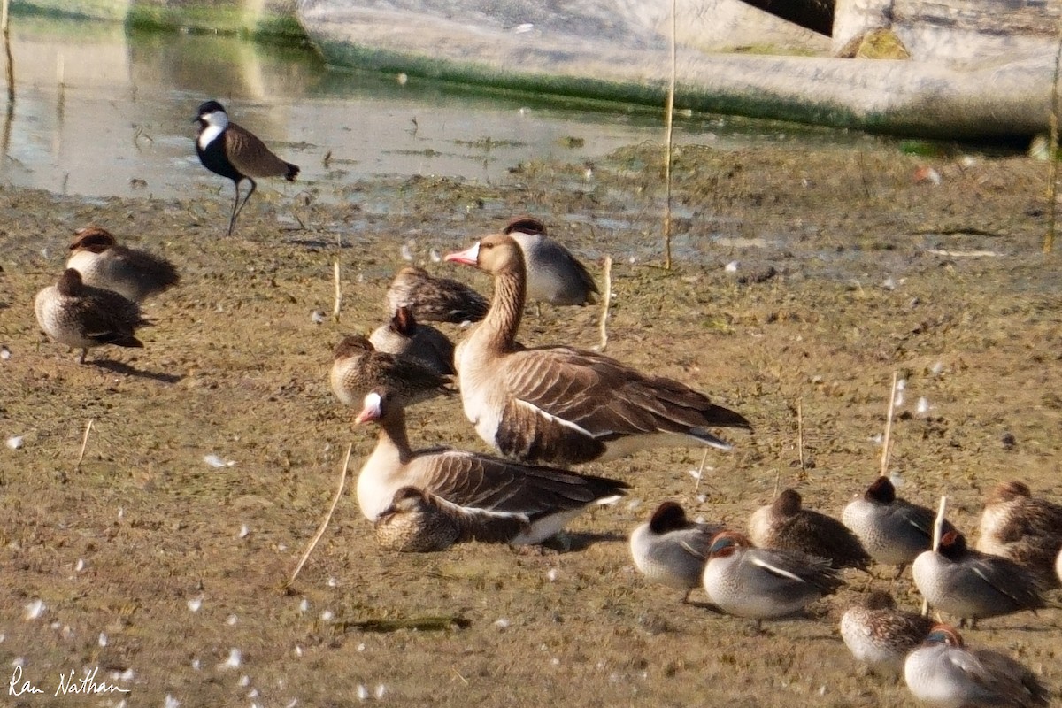 Greater White-fronted Goose - ML613812745