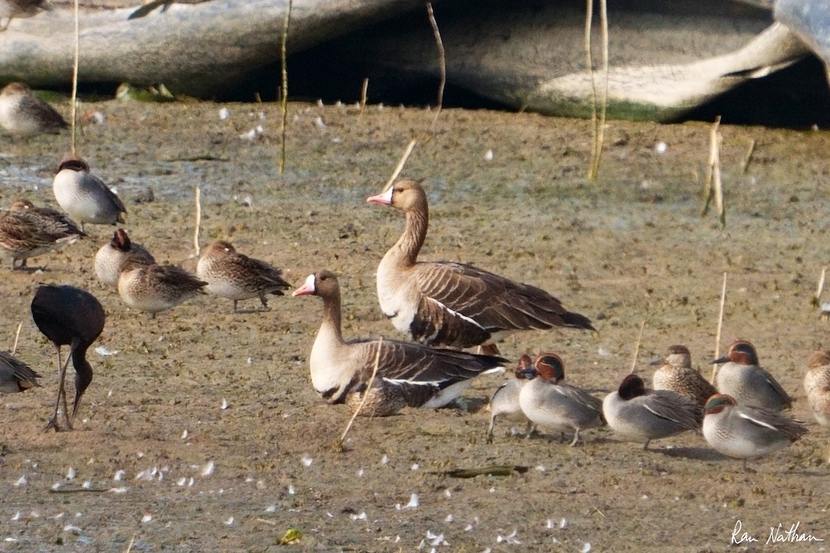 Greater White-fronted Goose - ML613812760