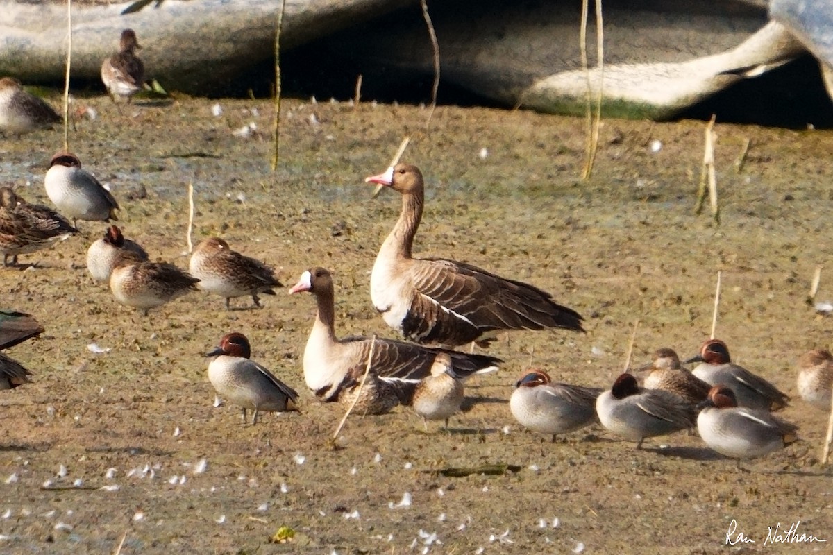 Greater White-fronted Goose - ML613812768