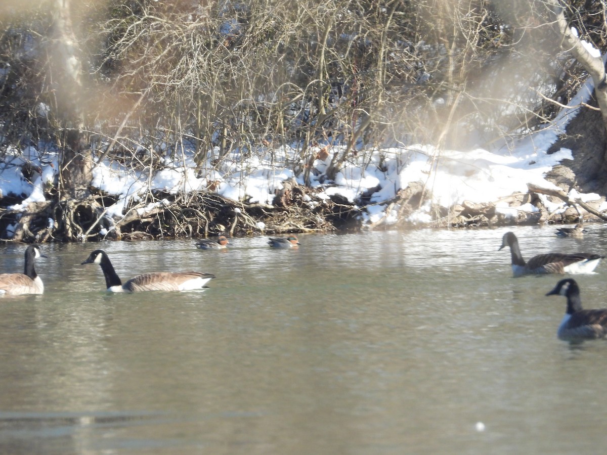 Green-winged Teal - ML613812775