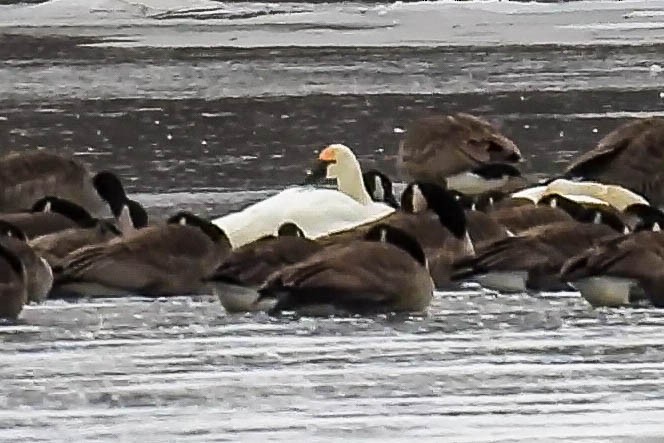 Tundra Swan - ML613812778