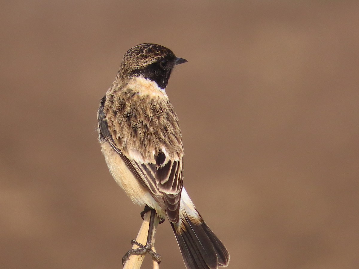 Siberian Stonechat - ML613812779