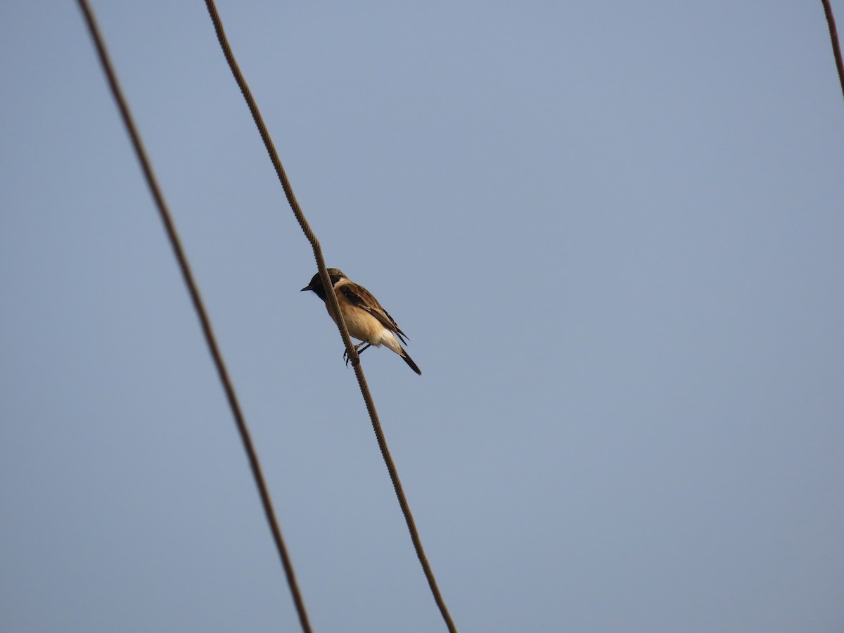 Siberian Stonechat - ML613812780