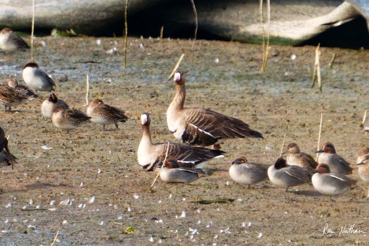 Greater White-fronted Goose - ML613812808