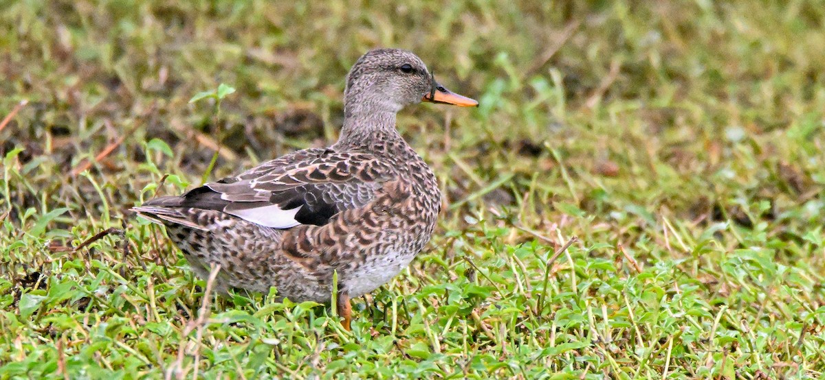 Gadwall - Herb Marshall