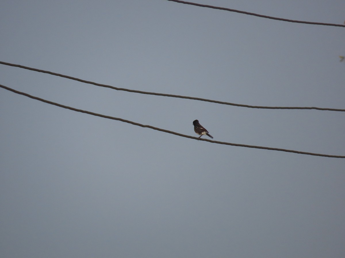 Pied Bushchat - ML613812833