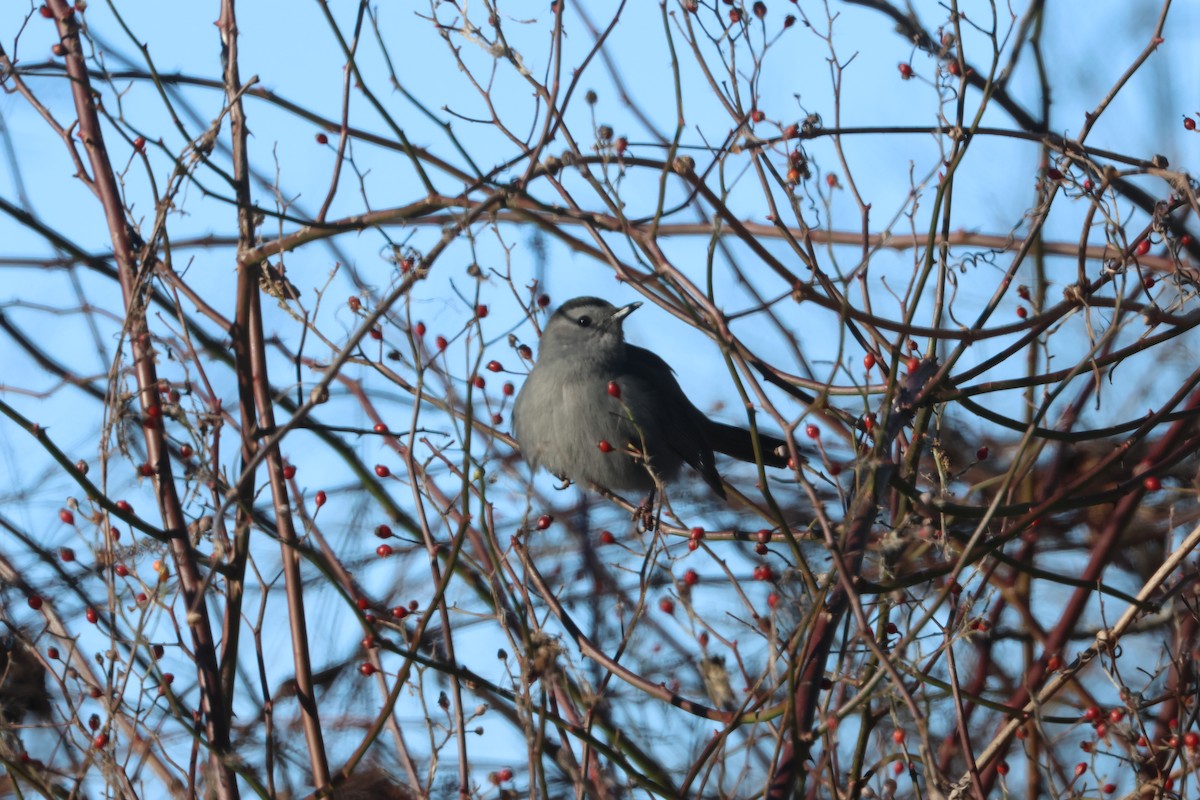 Gray Catbird - James  Burk