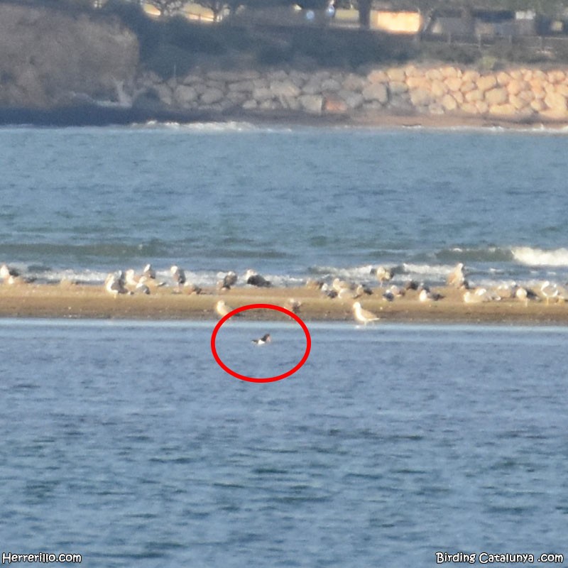 Eurasian Oystercatcher - ML613812856