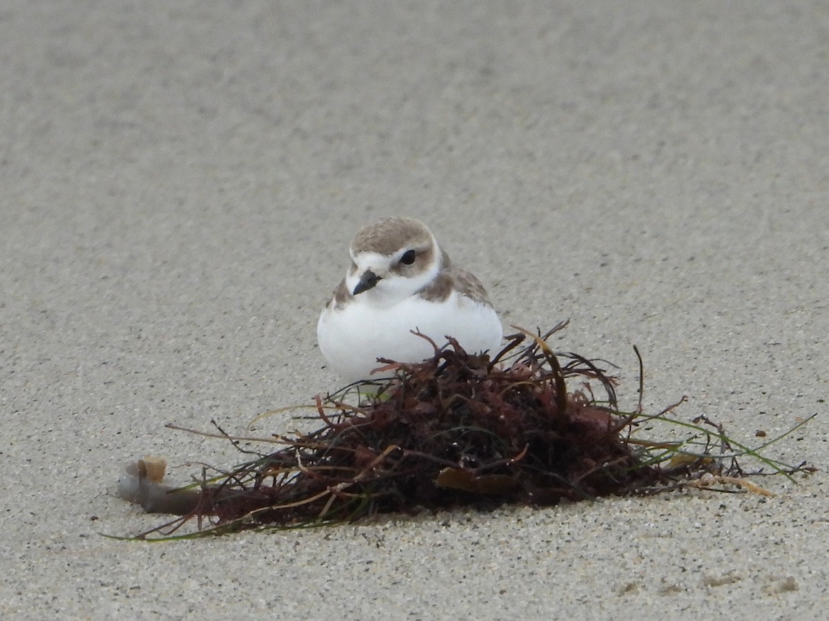 Snowy Plover - Doug Lithgow