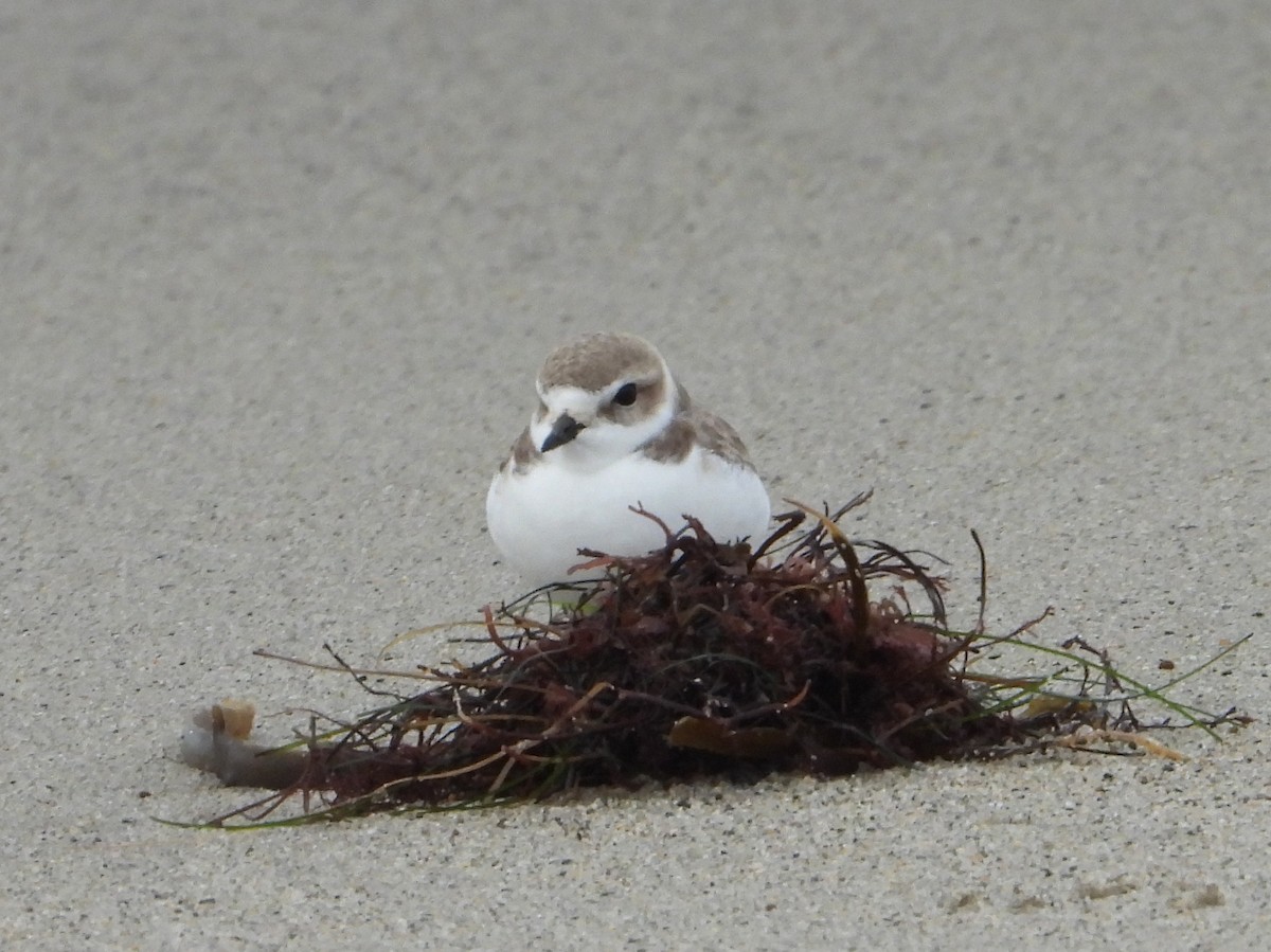 Snowy Plover - ML613812866