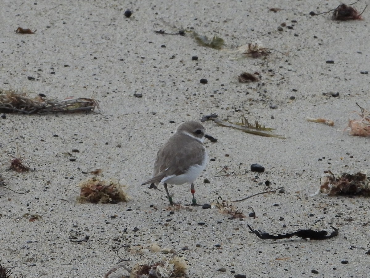 Snowy Plover - Doug Lithgow